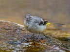 Ballerina gialla (Motacilla cinerea)