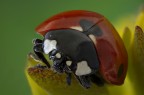Coccinella Coccinella