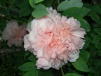 fiore fiore