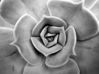 echeveria echeveria
