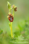 ...Ophrys speculum...