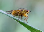la mosca... la mosca...
