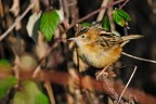 Beccamoschino (Cisticola juncidis)
