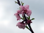 fiore fiore