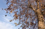 Albero Albero
