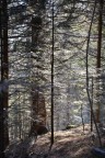 Luci nel bosco