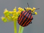 Heteroptera-Pentatomidae: Graphosoma lineatum