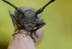 Morimus asper Morimus asper