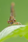 Ritratto di Ceriagrion tenellum Ritratto di Ceriagrion tenellum