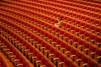platea platea