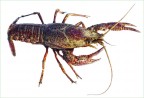 astacus astacus astacus astacus