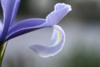 Iris Iris