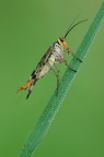 Mosca scorpione Mosca scorpione
