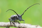 Morimus asper Morimus asper