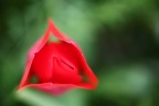 Tulipano Tulipano