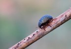 coccinella blue coccinella blue