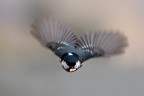 Volo Volo