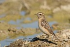 Stiaccino (Saxicola rubetra) Stiaccino (Saxicola rubetra)