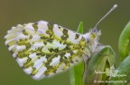 Sono quasi certo che si tratti di una femmina di Anthocharis cardamines....la giornata non era il massimo, molto coperta e ventosa...ho cestinato molti scatti per colpa del vento! 
Questo � quello pi� stretto sul soggetto che � riuscito meglio.
A voi i commenti!

Canon 40D, tamron 180mm, f10, iso 400, 1/15, +0,33 EV , treppiedi e scatto remoto.