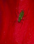 Brevicoryne Brassicae Brevicoryne Brassicae