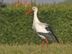 Cicogna Cicogna