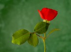 Rosellina Rosellina