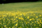 Campo in fiore Campo in fiore