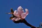 rosa-blu rosa-blu