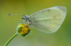 Pieris d'Aprile Pieris d'Aprile