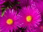 fiore fiore