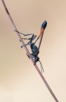 Ammophila procera Ammophila procera
