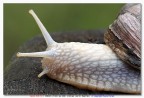 Chiocciola Chiocciola