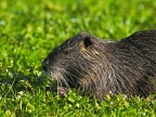 Nutria # 2