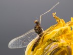 effimera(Baetis rhodani della famiglia Baetidae)#2