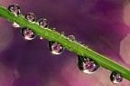 purple drops purple drops