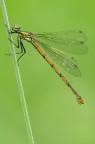 Pyrrhosoma nymphula femmina Pyrrhosoma nymphula femmina