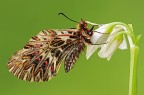 Zerynthia Polyxena Zerynthia Polyxena