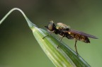 Chloromyia formosa Chloromyia formosa