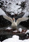 Ali nella neve... Ali nella neve...