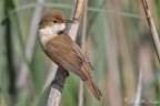 Cannaiola (Acrocephalus scirpaceus) Cannaiola (Acrocephalus scirpaceus)