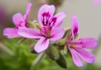 Fiori Fiori