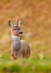 Capriolo - Chevreuil Capriolo - Chevreuil