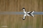Avocetta