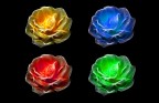 quattro rose quattro rose