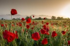 Red passion Red passion