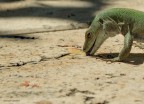 lizard lizard