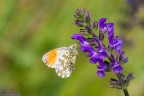 Anthocharis Cardamines Anthocharis Cardamines