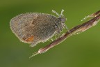 Coenonympha Pamphylus Coenonympha Pamphylus