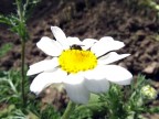 Macro di primavera.. Macro di primavera..