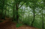 Strana Primavera Strana Primavera